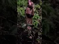 Download Lagu Hati-hati Jika Bertemu Pocong Ini Di Hutan⚠️ #ytshorts #ceritahorrorstory #pendakigunung