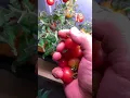 Download Lagu De meest productieve kleine tomatenplantjes. Perfect voor kleine ruimtes en binnentuinen.