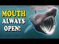 Basking Shark The Mouth That Never Closes