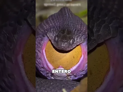 Esta Serpiente Se Traga Los Huevos 🤯