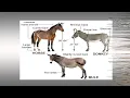 STOP Believing These Horse and Donkey Myths