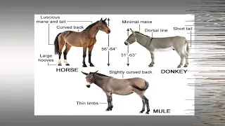 STOP Believing These Horse and Donkey Myths