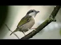 Download Lagu suara pikat burung abringan,giringan, berkoloni paling ampuh