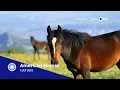 What s on PBS Passport April 2022