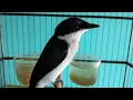 Download Lagu Kicauan Burung Jingjing Batu Gacor