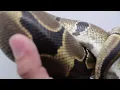 snake coil
