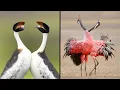 Download Lagu 25 Birds With The Best Mating Dances In The World