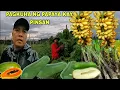 Mga Followers Pinapakyaw na mga Papaya tanim  ni pinsan salamat po sa inyo laking tulong po
