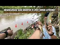 SARANG IKAN MONSTER SUNGAI BOGOWONTO!! Mancing wader dan baung umpan rasbora dan magot di air keruh