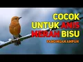 Download Lagu Masteran Suara Terbaik Bikin Anis Merah Gacor Ngerol Kasar Tanpa Macet