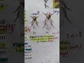 Download Lagu Drosophila melanogaster... #neet #neet2023 #important #biology #exam #neetexam #neetpyq #ncert