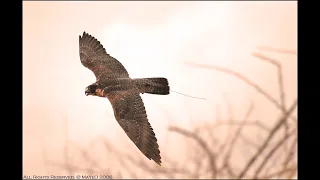 شيلة ياطير ياللي ترف وتكسر الحومـي مالك ملاذ على الجوف وضواحيـه جوف بني هاجر 