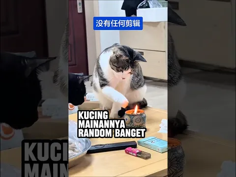 Kucing mainannya random banget🤣