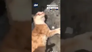 شاب عراقي يعذب قطة ويلقيها من الطابق التاسع العراق القطط الصغيرة  شاب عراقي يعذب قطة ويلقيها من الطابق التاسع العراق القطط الصغيرة