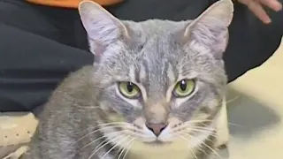 Second Chance Pets Riddles looking for forever home