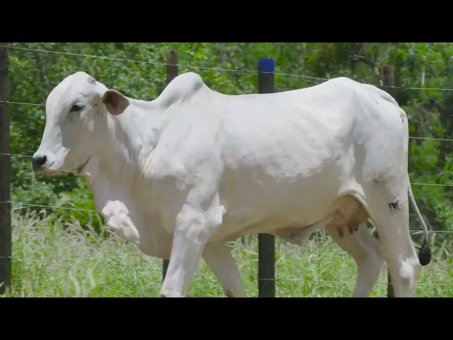 Novilha Nelore Mocho RGM - A173