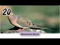 Download Lagu morning dove sound effects SMS ringtone