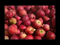 Apple Wikipedia Original Song in the Description
