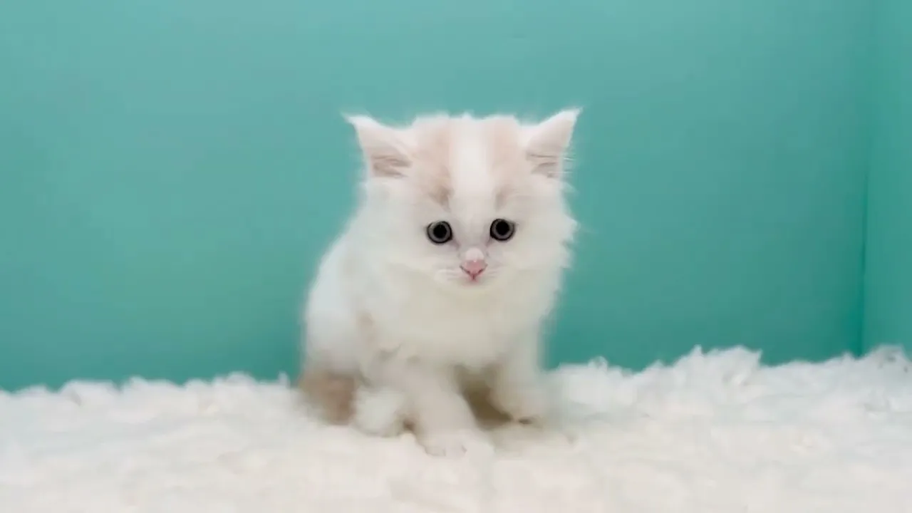 動画