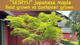 Download Seiryu - Japanese maple tree, container grown vs garden grown MP3