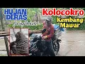 Download Lagu Hujan Deras Mbah Ngatno Jaring Perkutut dapat ‼️ KOLOCOKRO Kembang Mawar 😱 mantab Loor..⁉️
