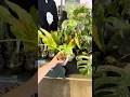 Most expensive plants at PlantCon Dallas 2025
