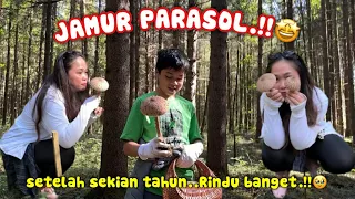 RINDU JAMUR PARASOL‼️SETELAH SEKIAN TAHUN DAPAT PARASOL LAGI‼️