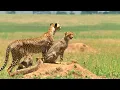 Download Lagu Born in Africa: Hunting Lessons