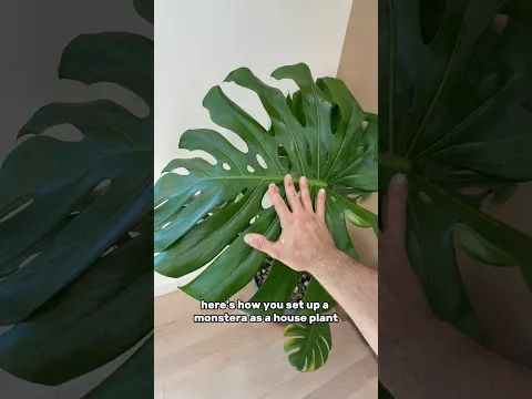 How to plant a monstera