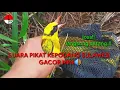 Suara pikat burung kepodang sulawesi cocok buat mikat 100% langsung datang
