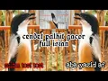 Download Lagu cendet kepala hitam gacor full isian // masteran burung kicau@aba Yazid af