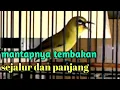 Download Lagu Pleci nembak WIT WIT KENARI sejalur Panjang