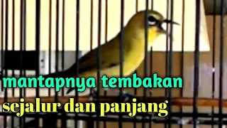 Download Pleci nembak WIT WIT KENARI sejalur Panjang MP3