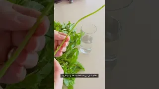 زراعة النعناع في البيت   اسهل طريقه لزراعة النعناع بدون تربه   زراعه بدون بذور  زراعه  نعناع دندنها