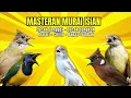 Lagu Masteran Murai Isian Kenari, Cungkok, Cililin, Cucak Jenggot, Kapas Tembak