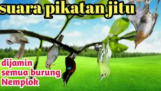 Download SUARA PIKAT BURUNG KECIL MP3