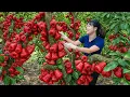 Harvesting RARE Rose Apples To Sell \u0026 Cooking Stuffed Meat Soup | Traditional Village Recipe