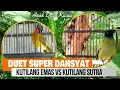 Download Lagu SERU..!!! Duet Fighter 2 raja kicau kutilang emas VS kutilang sutra @AnakDesaKicau
