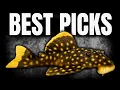 Plecos Which Ones Are Worth the Tank Space Most Aren t