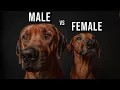 Male vs Female Rhodesian Ridgeback Which One Should You Get