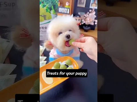 Treats for your puppy. #shortsshorts #viralvideo #viralshorts #poodle #funydog1010 #pets #usadogs
