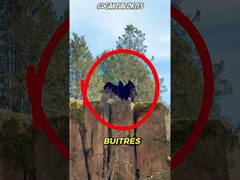 La RAZÓN por la que estos ANIMALES actúan de forma tan EXTRAÑA👽😱 #datoscuriosos #animals #naturaleza
