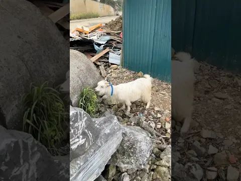 Tiếp Tục Series Đi Tìm Dê Báo Bỏ Farm Đi Bụi