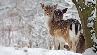 Beautiful Relaxing Music Peaceful Soothing Instrumental Music in 4k Winter Wildlife by Tim Janis