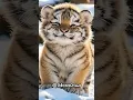 Drawing a cute tiger in my art style