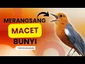 Lagu LANGSUNG NYAUT 10000 % ‼️ ANIS MERAH MACET BUNYI JIKA DENGAR SUARA INI PASTI NYAUT LANJUT GACOR | 67