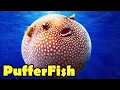 What is a Puffer Fish - 10 Amazing PufferFish Facts