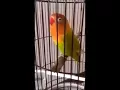 Download Lagu Suara burung lovebird isian kapas tembak mantab