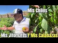 Download Lagu Un Dia Hermoso En El Jardin! Mis Chiles, Calabazas y Jitomates Lucen Increíbles!