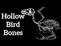 Hollow Bird Bones - Adaptations for Flight